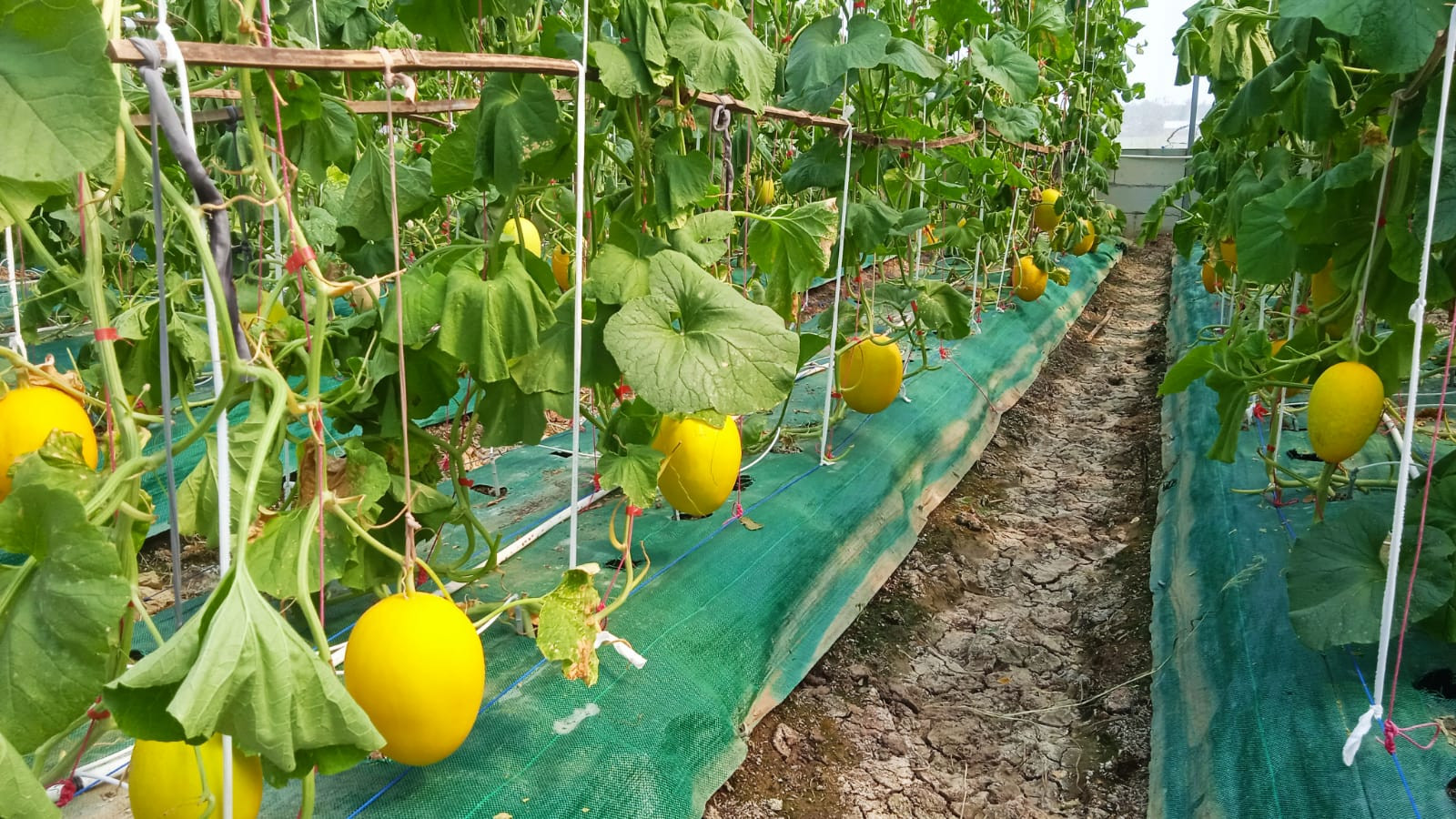 Produksi Terus Meningkat, Melon Indramayu Diminati Pasar Jawa Barat